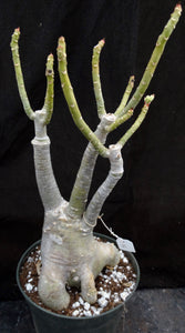 Adenium 'Noppakaow Variegated' *Big Plants!* Grafted Hybrid (16)