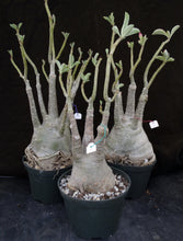 Load image into Gallery viewer, Adenium &#39;Noppakaow Variegated&#39; *Big Plants!* Grafted Hybrid (16)
