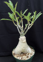 Load image into Gallery viewer, Adenium &#39;Triple Star&#39; *Big Plants!* Grafted Hybrid (20) (B)
