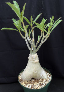 Adenium 'Banburi Yellow' *Big Plants!* Grafted Hybrid (20) (B)