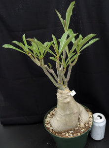 Adenium 'Triple Star' *Big Plants!* Grafted Hybrid (20) (B)