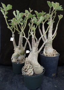 Adenium 'Black Border' *Big Plants!* Grafted Hybrid (2)