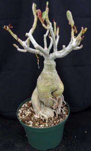 Adenium 'Big Harry' *Big Plants!* Grafted Hybrid (22)