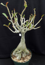 Load image into Gallery viewer, Adenium &#39;Sai Thong&#39; *Big Plants!* Grafted Hybrid (24)
