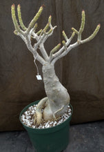 Load image into Gallery viewer, Adenium &#39;Bua Chompu&#39; *Big Plants* Grafted Hybrid
