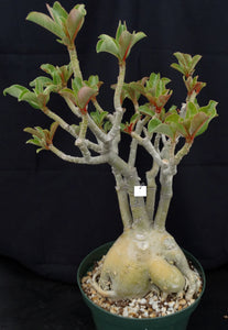 Adenium 'Victory' *Big Plants!* Grafted Hybrid (4)