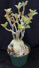 Load image into Gallery viewer, Adenium &#39;Victory&#39; *Big Plants!* Grafted Hybrid (4)
