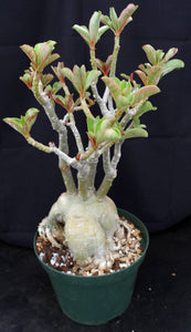 Adenium 'Victory' *Big Plants!* Grafted Hybrid (4)