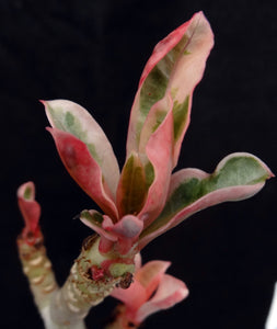 Adenium 'One in a Million Variegated' *Big Plants* Grafted hybrid *CLEARANCE SALE*