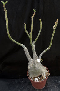 Adenium 'Jantra' *Big Plants!* Grafted Hybrid (8)