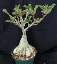 Load image into Gallery viewer, Adenium &#39;Yellow Perfume&#39; *Big Plants!* Grafted Hybrid (9)
