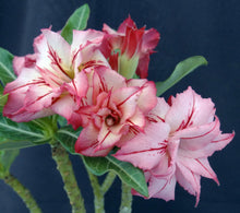 Load image into Gallery viewer, Adenium &#39;Arrow&#39; Grafted Hybrid *Clearance Sale*
