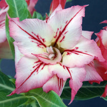 Load image into Gallery viewer, Adenium &#39;Arrow&#39; Grafted Hybrid (B)
