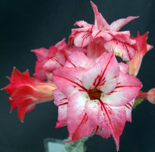 Load image into Gallery viewer, Adenium &#39;Arrow&#39; Grafted Hybrid *Clearance Sale*
