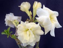 Load image into Gallery viewer, Adenium &#39;Banana&#39; *Big Plant!* Grafted hybrid *CLEARANCE SALE*

