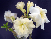 Load image into Gallery viewer, Adenium &#39;Banana&#39; *Big Plant!* Grafted hybrid (B)
