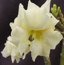 Load image into Gallery viewer, Adenium &#39;Banana&#39; Grafted hybrid
