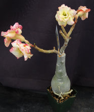Load image into Gallery viewer, Adenium &#39;Banburi&#39; Grafted Hybrid
