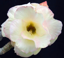 Load image into Gallery viewer, Adenium &#39;Banburi&#39; Grafted Hybrid
