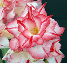 Load image into Gallery viewer, Adenium &#39;Bumblebee&#39; Variegated! *Big Plants* Grafted Hybrid (A)

