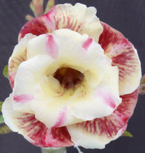 Load image into Gallery viewer, Adenium &#39;Butterfly&#39; *Big Plants!* Grafted Hybrid
