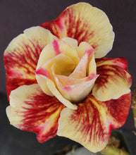 Load image into Gallery viewer, Adenium &#39;Butterfly&#39; *Big Plants!* Grafted Hybrid
