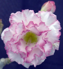 Load image into Gallery viewer, Adenium &#39;Carnation&#39; Grafted Hybrid
