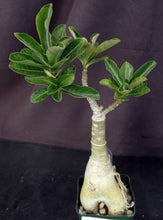 Load image into Gallery viewer, Adenium &#39;Carnation&#39; Grafted Hybrid
