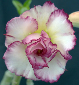 Adenium 'Carnation' *Big Plants!* Grafted Hybrid (B)