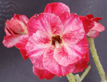 Load image into Gallery viewer, Adenium &#39;Fuji Lava&#39; *Big Plants!* Grafted Hybrid

