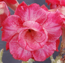 Load image into Gallery viewer, Adenium &#39;Fuji Lava&#39; Grafted Hybrid
