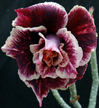 Load image into Gallery viewer, Adenium &#39;Golden Year&#39; Grafted Hybrid (2)
