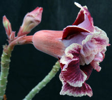 Load image into Gallery viewer, Adenium &#39;Golden Year&#39; Grafted Hybrid
