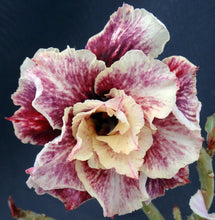 Load image into Gallery viewer, Adenium &#39;Golden Year&#39; *Big Plants!* Grafted Hybrid *CLEARANCE SALE*
