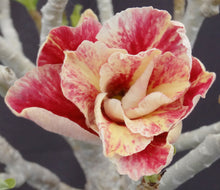 Load image into Gallery viewer, Adenium &#39;Mannakarn&#39; *Big Plant!* Grafted Hybrid *CLEARANCE SALE*
