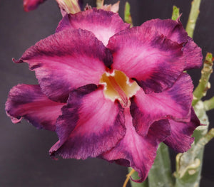Adenium 'Millionaire Purple' *Big Plant!*Grafted Hybrid (B)