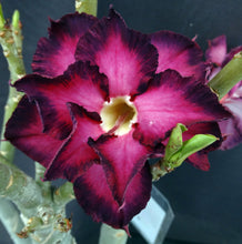 Load image into Gallery viewer, Adenium &#39;Millionaire Purple&#39; *Big Plant!*Grafted Hybrid (B)
