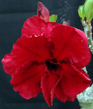 Load image into Gallery viewer, Adenium &#39;Nakarad&#39; *Big Plants!* Grafted Hybrid (13)
