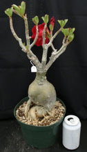 Load image into Gallery viewer, Adenium &#39;Nakarad&#39; *Big Plants!* Grafted Hybrid (13)
