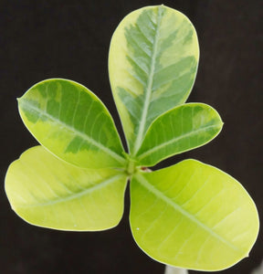 Adenium 'Noppakaow Variegated' *Big Plants!* Grafted Hybrid (16)