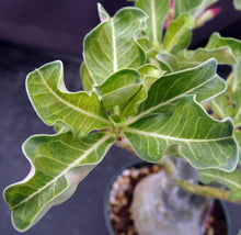 Load image into Gallery viewer, Adenium &#39;Noppakaow Variegated&#39; Grafted Hybrid
