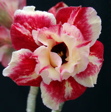 Load image into Gallery viewer, Adenium &#39;Sun Halo&#39; Grafted Hybrid *CLEARANCE SALE*
