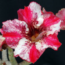 Load image into Gallery viewer, Adenium &#39;Taveesap Purple&#39; *Big Plants!* Grafted Hybrid (25)
