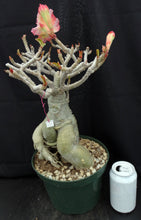 Load image into Gallery viewer, Adenium &#39;Thong Yod&#39; *Big Plants!* Grafted Hybrid (16)
