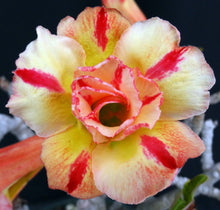 Load image into Gallery viewer, Adenium &#39;Thong Yod&#39; *Big Plants!* Grafted Hybrid (16)
