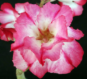 Adenium 'One in a Million' Variegated! Grafted Hybrid (B)