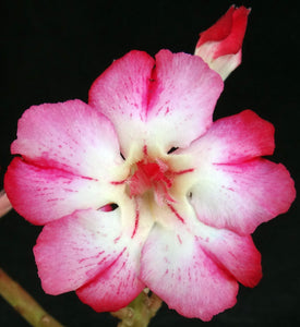 Adenium 'One in a Million Variegated' *Big Plants* Grafted hybrid *CLEARANCE SALE*