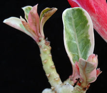 Load image into Gallery viewer, Adenium &#39;One in a Million&#39; Variegated! Grafted Hybrid (B)
