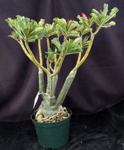 Load image into Gallery viewer, Adenium &#39;Noppakaow Variegated&#39; Grafted Hybrid
