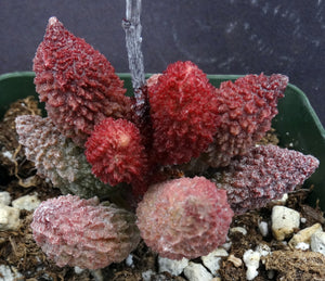 Adromischus marianae ssp. herrei 'Red Coral'